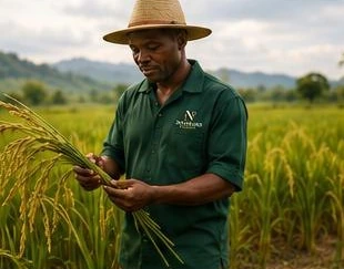 A Nwogbo Farms farmer inspecting freshly harvested rice in a field